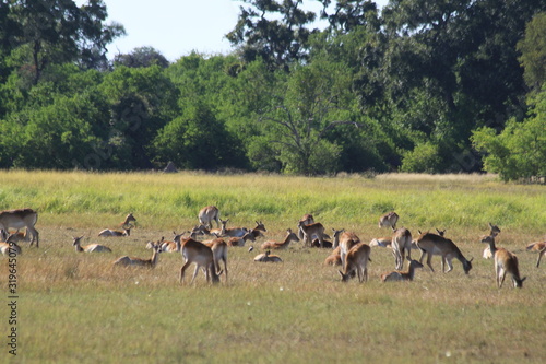 Gazelle and antelope group in the bush