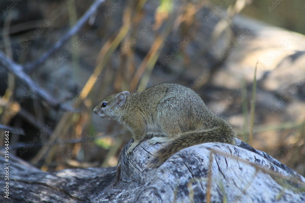 Obraz premium Cute squirrel creature in the bush