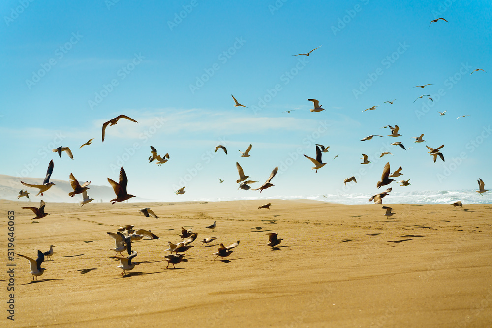 Flock of birds on the beach, California coastline