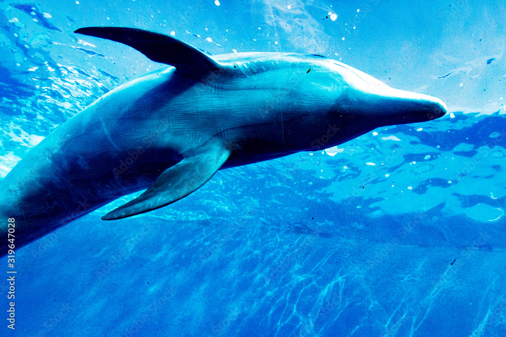 Obraz premium Dolphin