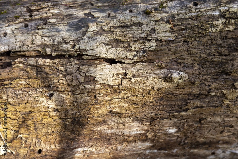  Texture of damaged old rotten wood