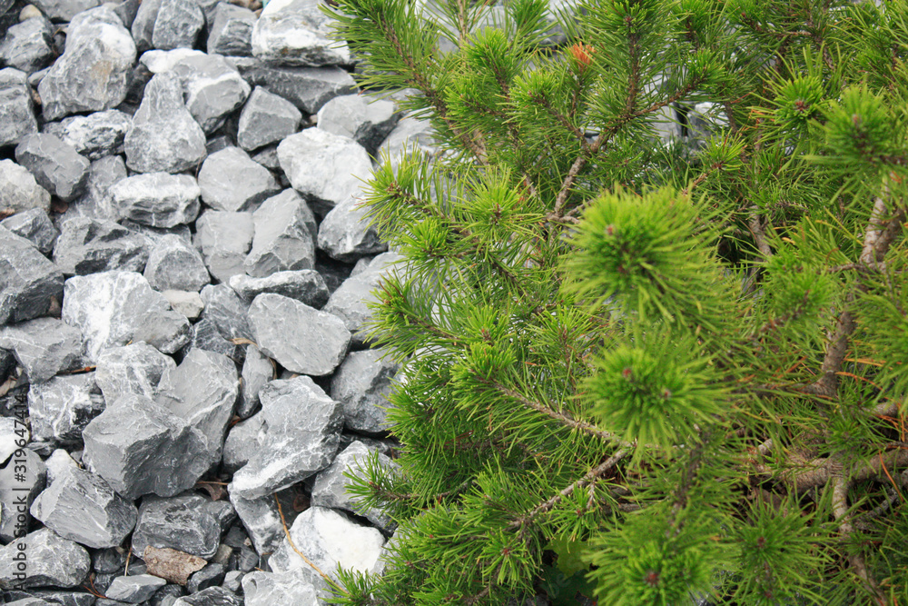Background with stones and green pine branch.