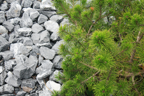 Obraz na płótnie Background with stones and green pine branch. w salonie