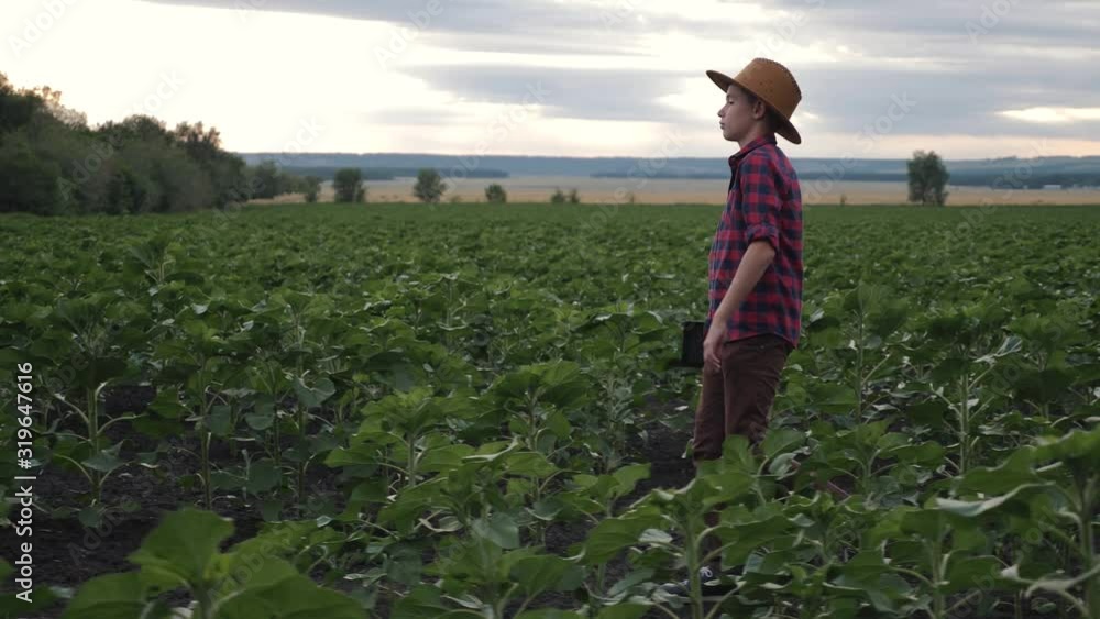 A young farmer in a red checked shirt and cowboy hat walks through a field in the countryside. The agronomist uses a tablet in his work. A young farmer in a red checked shirt and cowboy hat walks through a field in the countryside. The agronomist uses a tablet in his work.