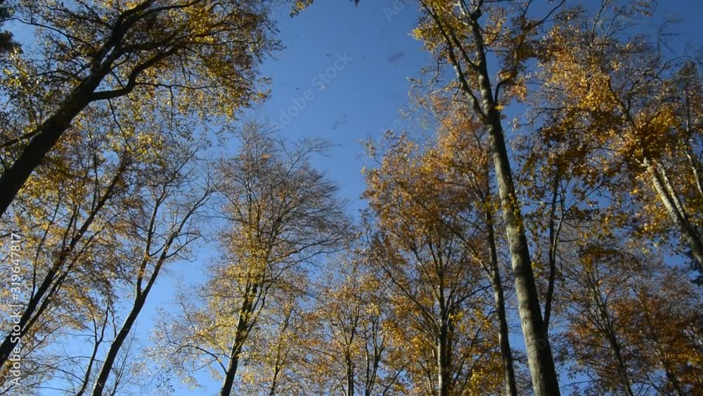 Leaves falling from beech trees with foliage in autumn colours in broafleaf forest Leaves falling from beech trees with foliage in autumn colours in broafleaf forest