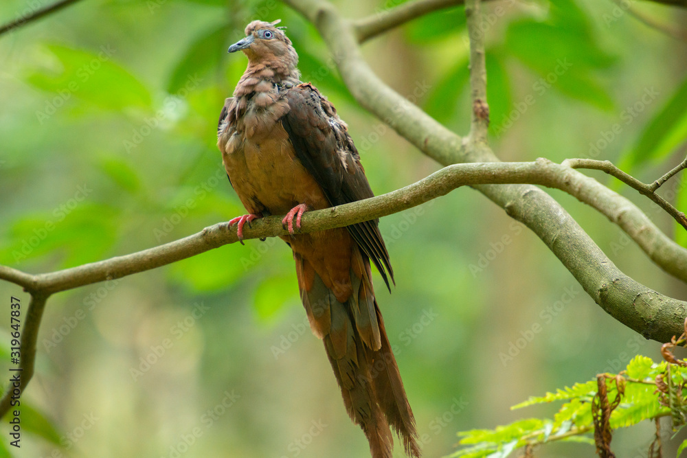 Brown cuckoo-dove also known as Macropygia phasianella Brown cuckoo-dove also known as Macropygia phasianella