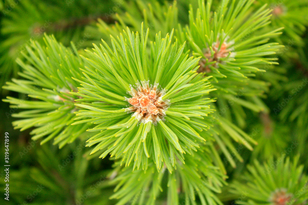 Young fresh Pine branch macro in the forest.