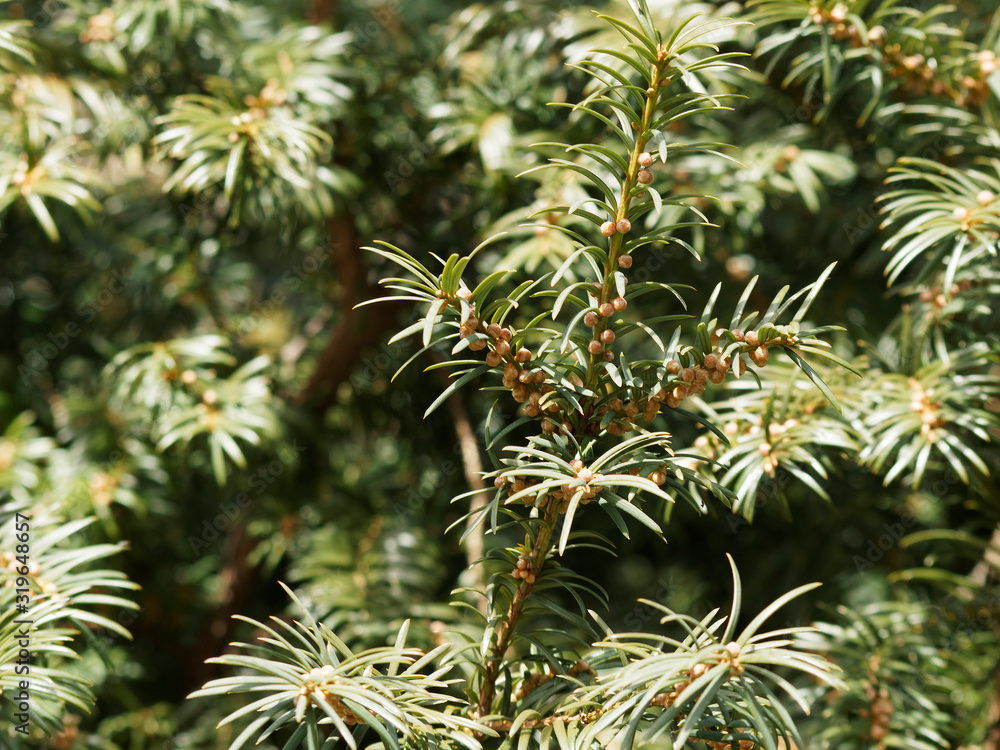 (Taxus baccata) Rameaux entourés d'aiguilles plates sombre, nervure centrale, vert et brillant au dessus , vert pâle au dessous, garnis de cônes minuscules en forme de grains ronds jaunes d'if commun (Taxus baccata) Rameaux entourés d'aiguilles plates sombre, nervure centrale, vert et brillant au dessus , vert pâle au dessous, garnis de cônes minuscules en forme de grains ronds jaunes d'if commun