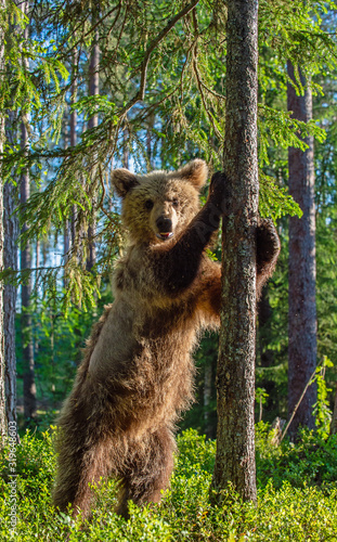Cub of Brown bear standing on his hind legs in the summer pine forest. Natural habitat. Scientific name: Ursus arctos.