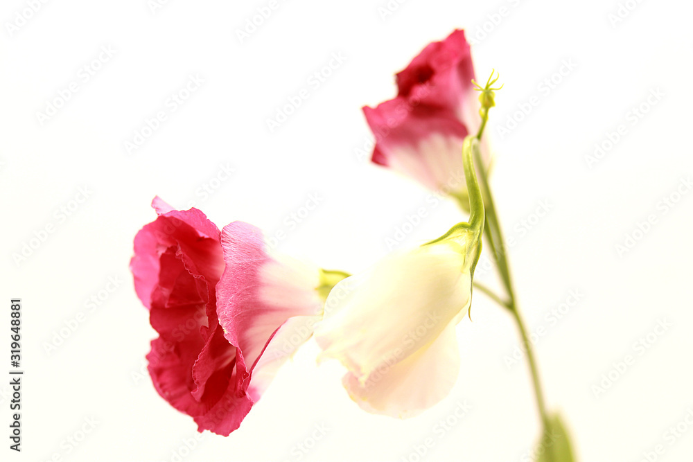 Japanese rose isolated on white background. Japanese rose isolated on white background.