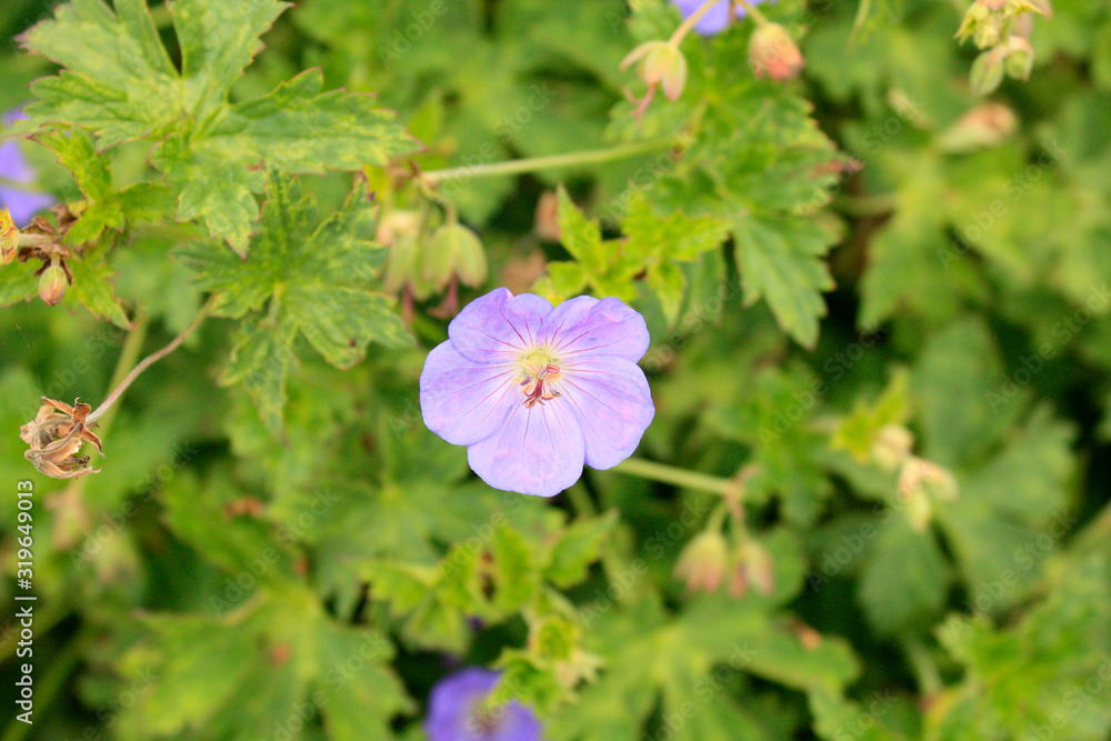 Small violet flowers in the garden on the green background.