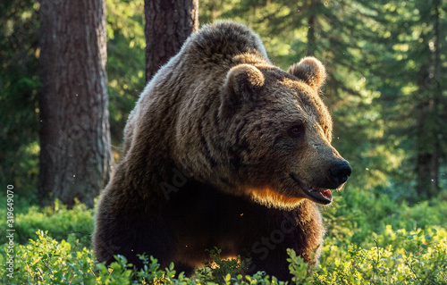 Wallpaper Mural Wild Adult Male of Brown bear in the pine forest. Front view. Scientific name: Ursus arctos. Summer season. Natural habitat. Torontodigital.ca