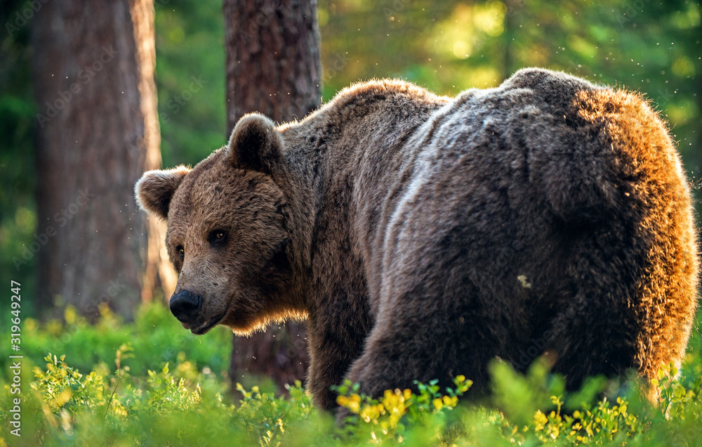 Big Adult Brown bear in the summer forest. Scientific name: Ursus arctos. Natural habitat. Big Adult Brown bear in the summer forest. Scientific name: Ursus arctos. Natural habitat.