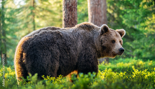 Big Adult Brown bear in the summer forest. Scientific name: Ursus arctos. Natural habitat. © Uryadnikov Sergey