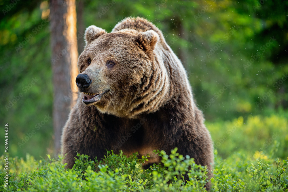Wild Adult Male of Brown bear in the pine forest. Front view. Scientific name: Ursus arctos. Summer season. Natural habitat.