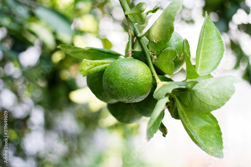 The kaffir lime tree is dense. Fresh bergamot fruits on bergamot tree. The result is a sphere.