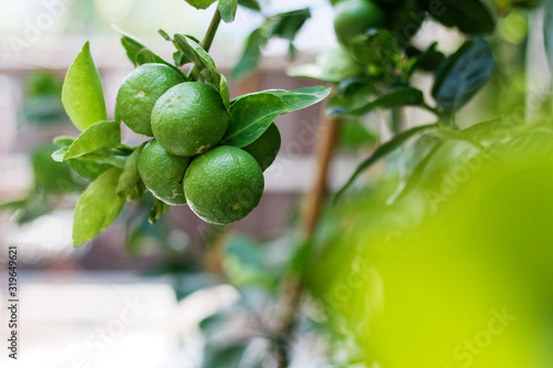 The kaffir lime tree is dense. Fresh bergamot fruits on bergamot tree. The result is a sphere.