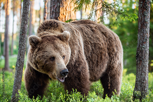 Wild Adult Male of Brown bear in the pine forest. Front view. Scientific name: Ursus arctos. Summer season. Natural habitat. © Uryadnikov Sergey
