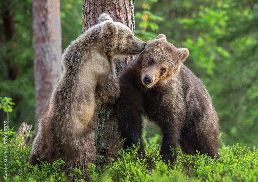 Brown Bear Cubs playfully fighting in summer forest. Scientific name: Ursus Arctos Arctos. Natural habitat. Brown Bear Cubs playfully fighting in summer forest. Scientific name: Ursus Arctos Arctos. Natural habitat.