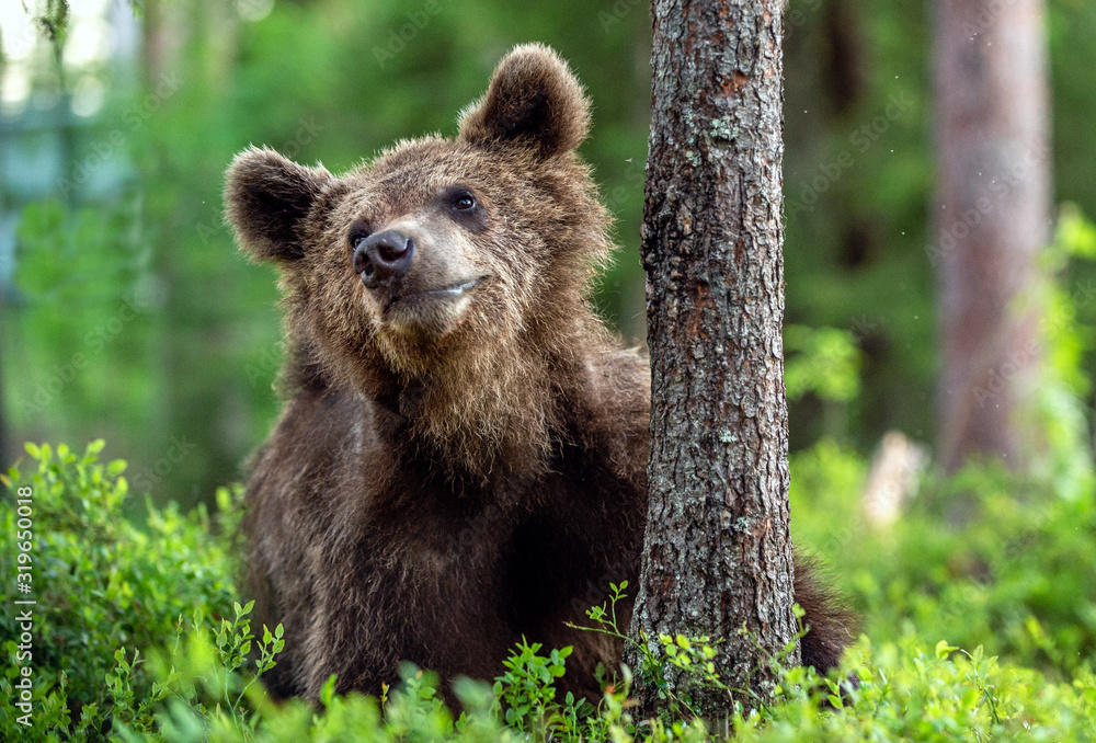 Cub of Brown Bear in the summer forest. front view, close up. Natural habitat. Scientific name: Ursus arctos. Cub of Brown Bear in the summer forest. front view, close up. Natural habitat. Scientific name: Ursus arctos.