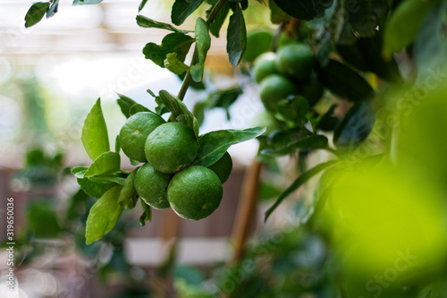 The kaffir lime tree is dense. Fresh bergamot fruits on bergamot tree. The result is a sphere.