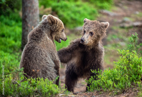 Brown Bear Cubs playfully fighting in summer forest. Scientific name: Ursus Arctos Arctos. Natural habitat.