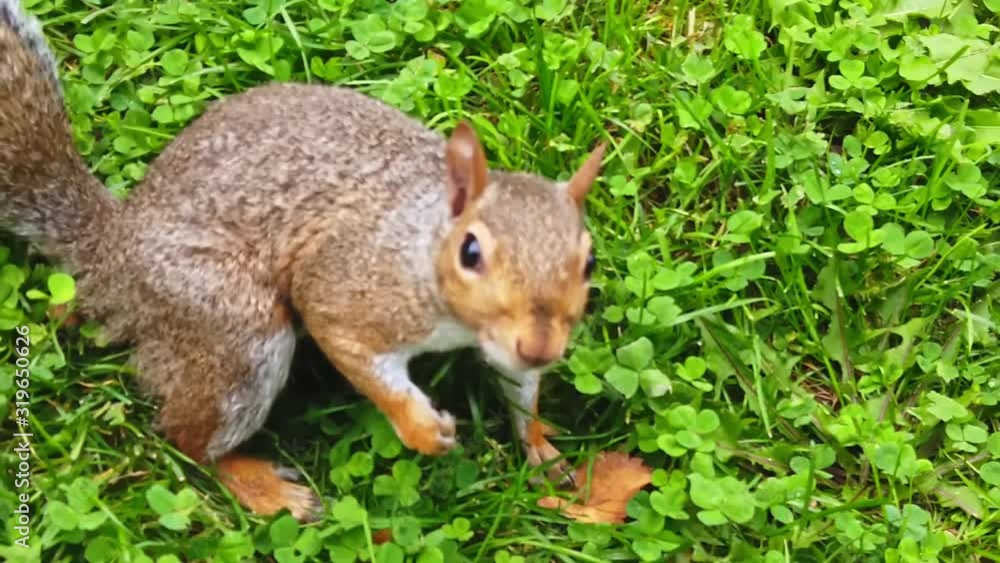 A curious brown squirrel is looking at the camera in a a park A curious brown squirrel is looking at the camera in a a park
