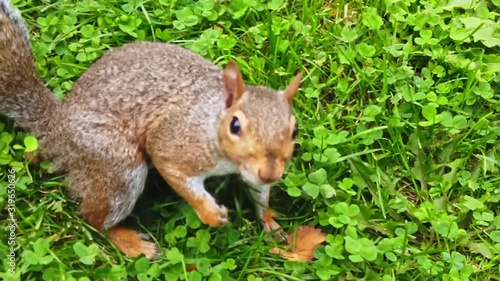 A curious brown squirrel is looking at the camera in a a park