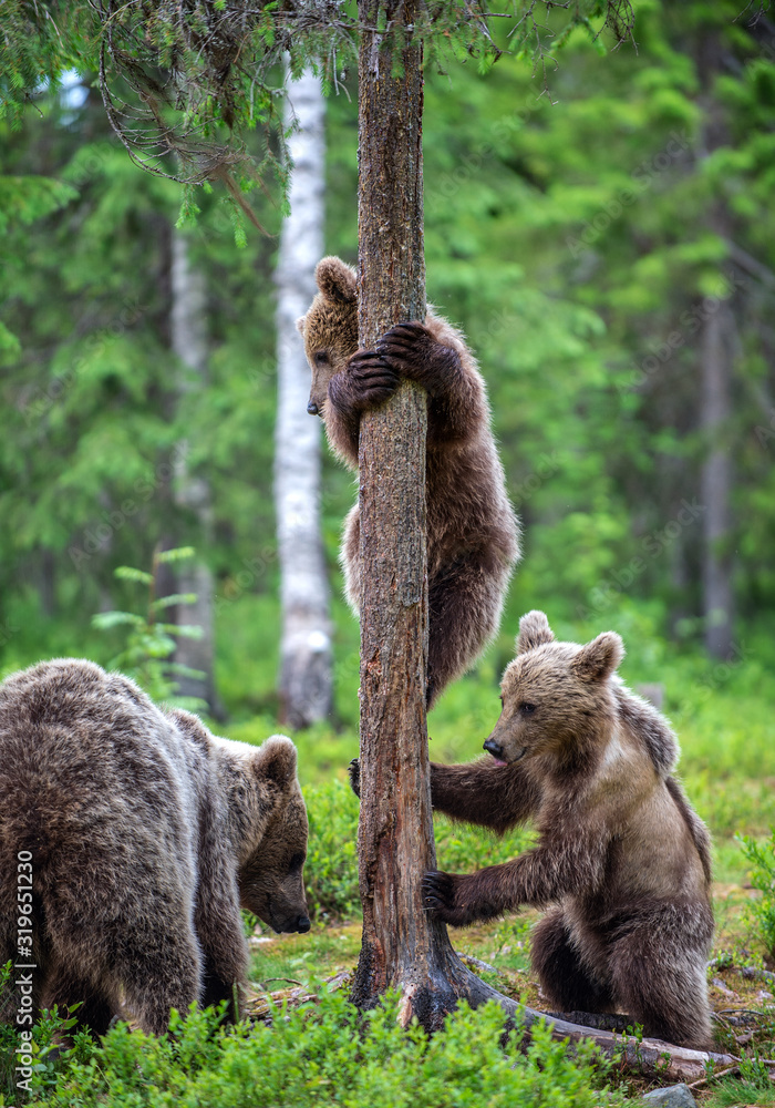 Fototapeta premium She-bear and bear cubs in the summer pine forest. Summer season, Natural Habitat. Brown bear, scientific name: Ursus arctos.