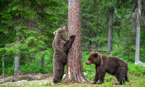 Bear Cub stands on its hind legs by a tree in a summer forest. Brown Bear, Scientific name: Ursus Arctos. Natural habitat, summer season.