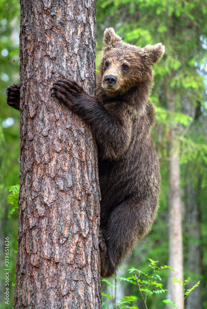 Fototapeta premium Brown bear cub climb on a pine tree. Green natural background. Natural habitat. Summer forest. Scientific name: Ursus arctos.