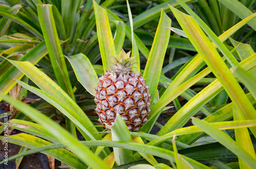 Single ripe pineapple surrounded by green and yellow partly blurred leaves. Pineapple farm. Tropical fruits
