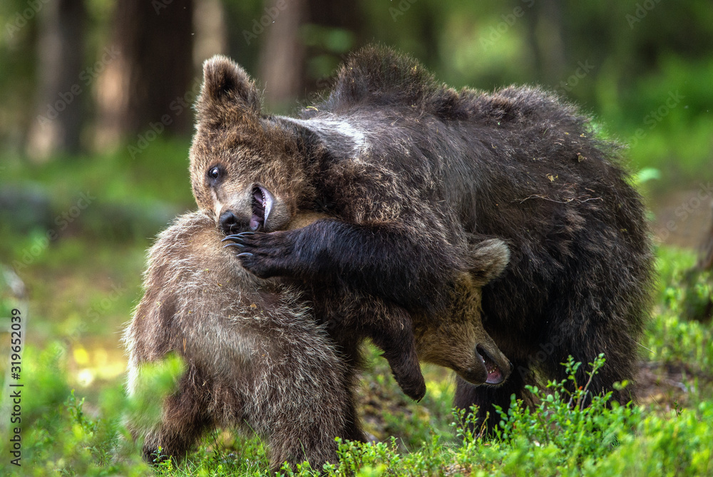 Obraz premium Brown Bear Cubs playfully fighting in summer forest. Scientific name: Ursus Arctos Arctos. Natural habitat.