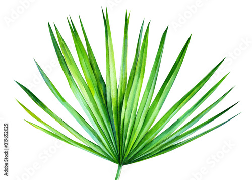 palm leaves, on an isolated white background, watercolor illustration