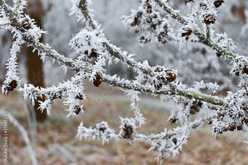 Tree branches and small cones in hoarfrost 