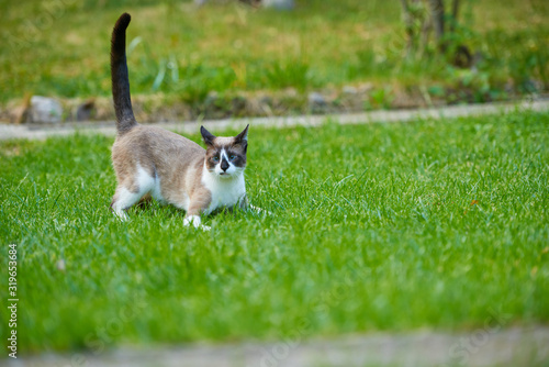 cat in the garden with stiff tail, waiting to jump