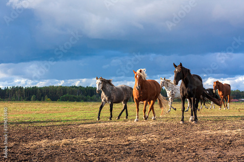 Herd of horses running in the bright summer pasture with dark blue sky in the background. Animals in motion.