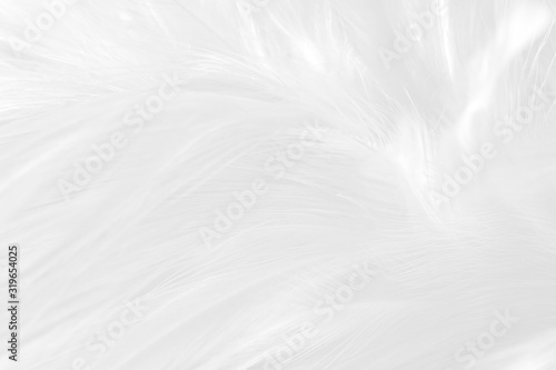 White feather pattern texture background. Luxury, beautiful abstract White soft-light blur. Macro, detail texture of pattern design, elegance with free space copy for backdrop or wallpaper. © otello-stpdc