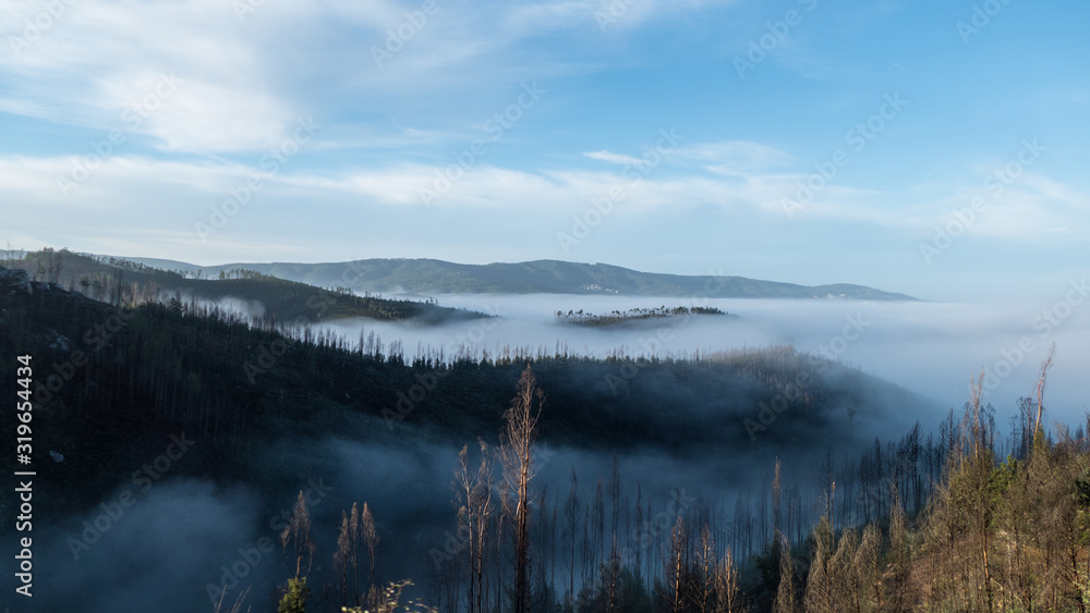 Fototapeta premium romantic misty morning in a forest