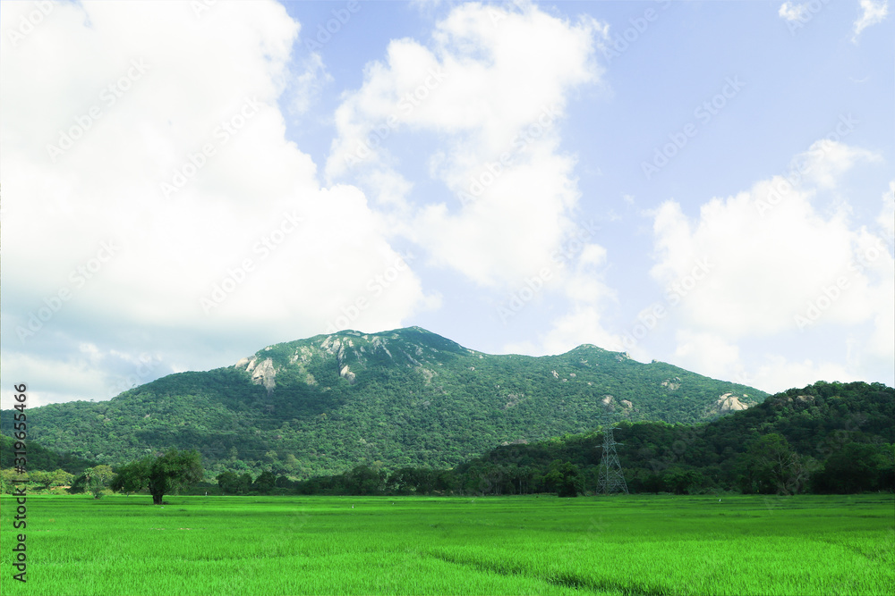 Paddy Field Landscape - Sri Lanka Paddy Field Landscape - Sri Lanka
