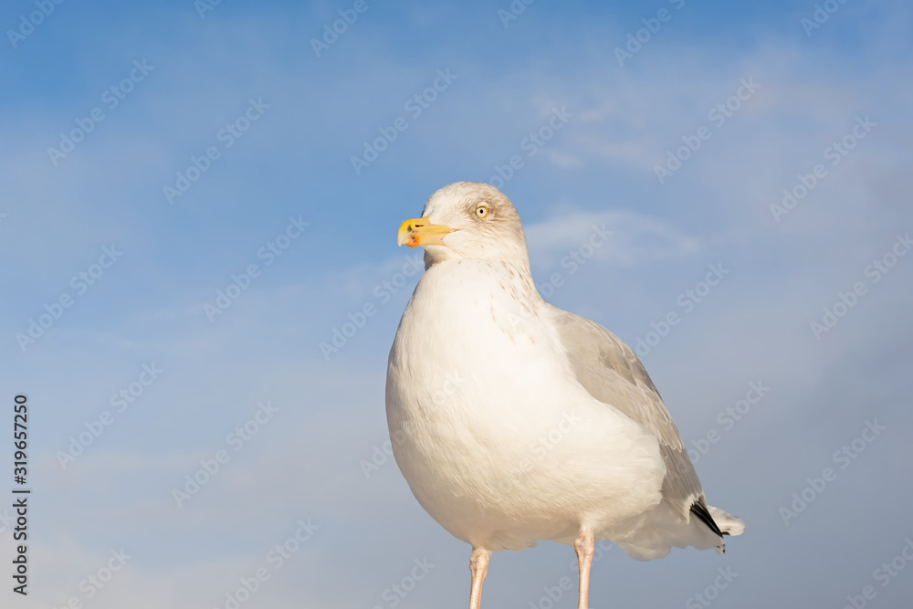 Fototapeta premium European seagull