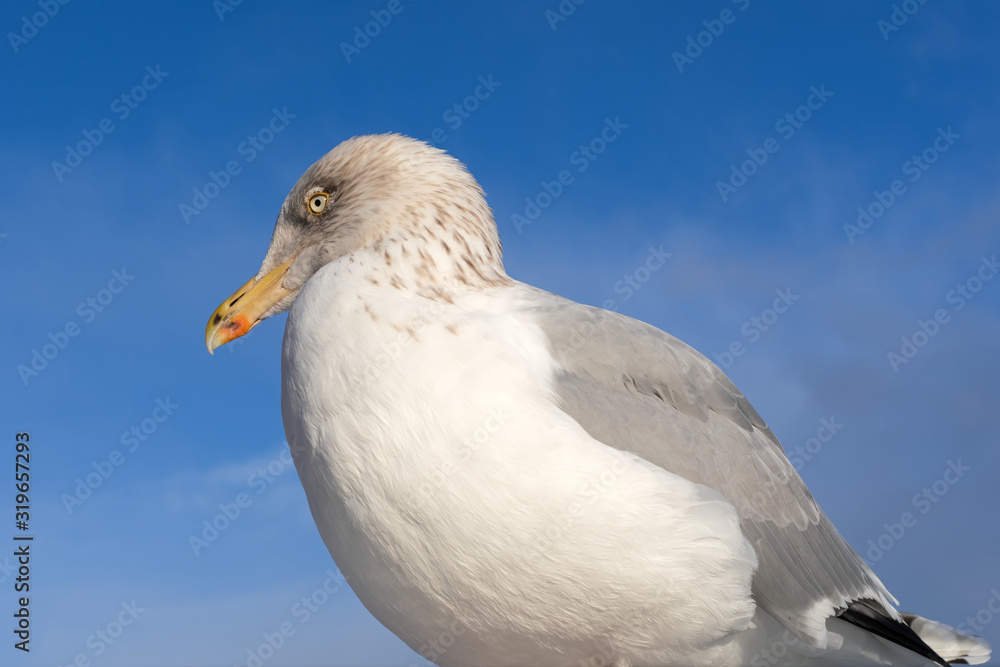 Obraz premium European seagull