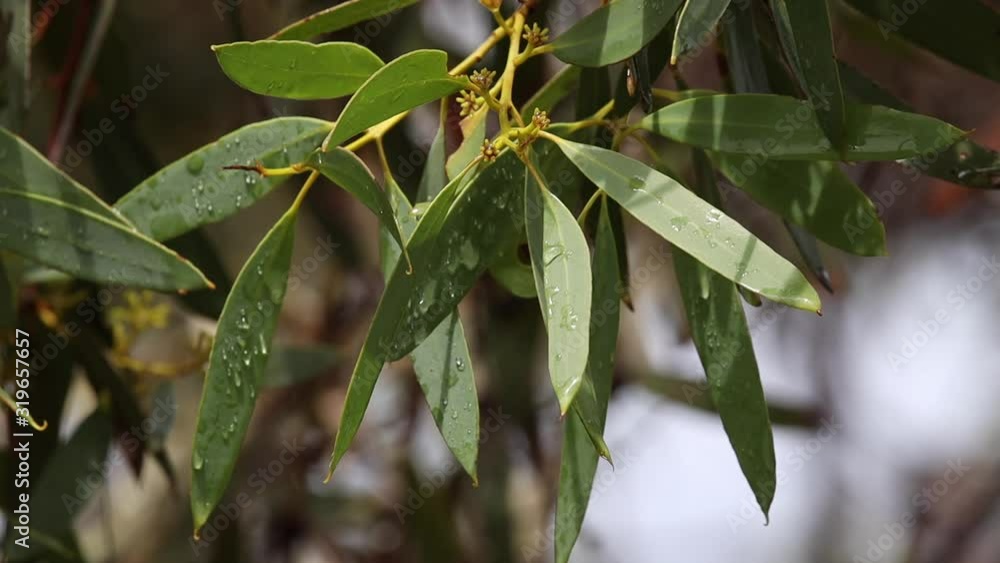 Close up of rain droplets on wet leaves of a native  Australian eucalyptus mallee tree