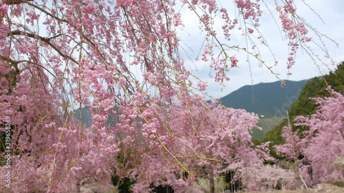 Wallpaper Mural 【動画素材】：　桜　しだれ桜　春イメージ（フィックス撮影） Torontodigital.ca