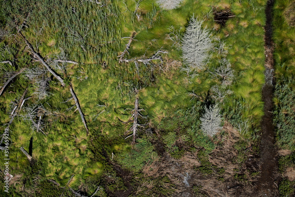 Fototapeta premium Aerial photography of Cape Cod`s awesome marshlands and pure wilderness. The picture shows green environment and an infinite diversity of the nature.