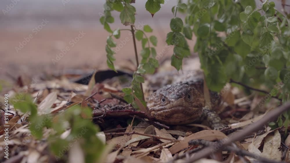 Portrait of Australian Shingleback Lizard Portrait of Australian Shingleback Lizard
