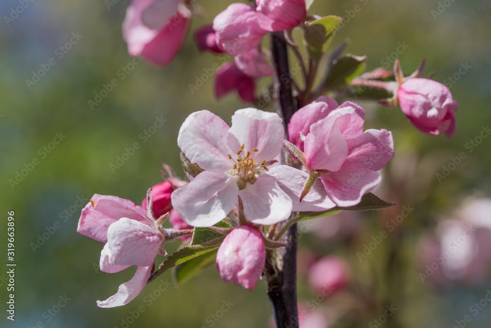 Obraz premium twig with pink apple blossoms and blurry background