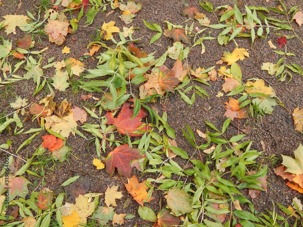 Autumn leaves lie on the ground