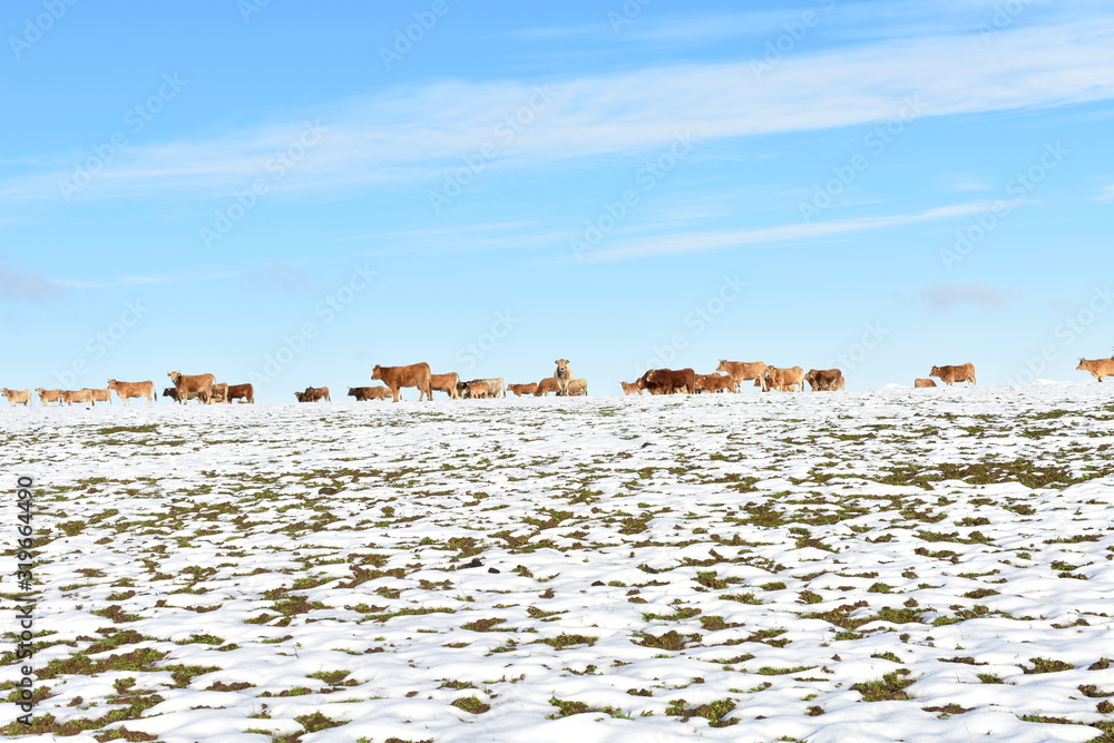 Winter landscape with snowy white field, herd of cows and blue sky. Ancares mountain Region, Lugo, Galicia, Spain.