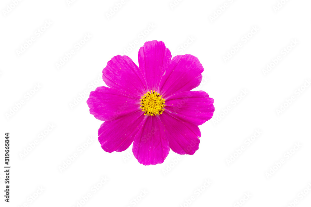 macro closeup of blooming vivid pink purple Cosmos bipinnatus garden Mexican aster cosmea flower isolated on white macro closeup of blooming vivid pink purple Cosmos bipinnatus garden Mexican aster cosmea flower isolated on white